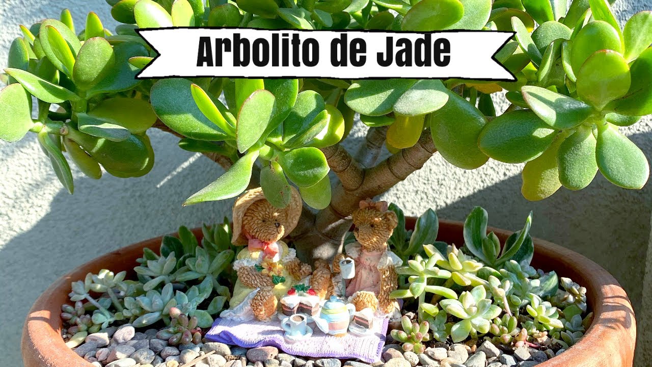 Crassula Ovata | Jade | Mini Jardin | Arbolito de Jade