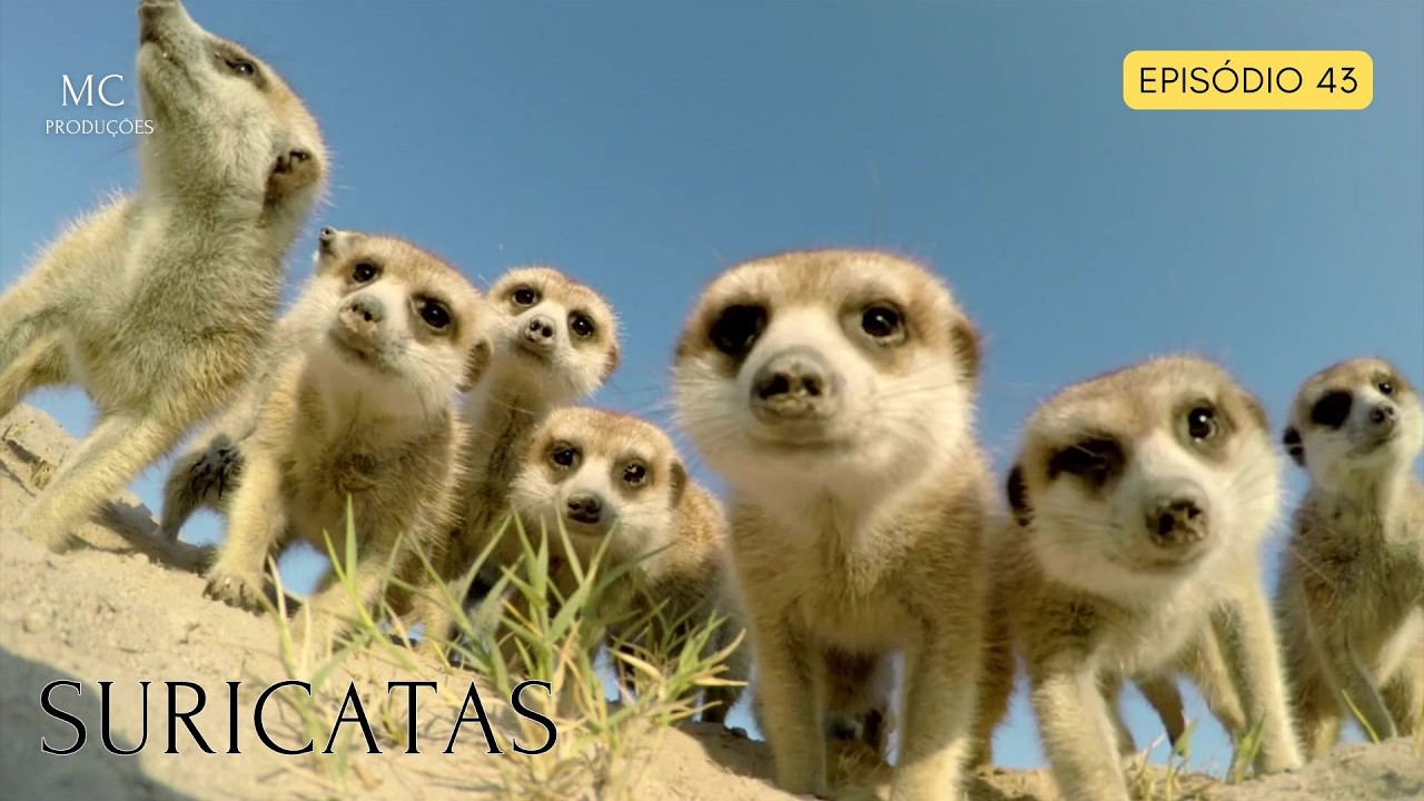 SURICATAS - PEQUENOS PREDADORES AFRICANOS - DESAFIANDO OS LIMITES DO KALAHARI