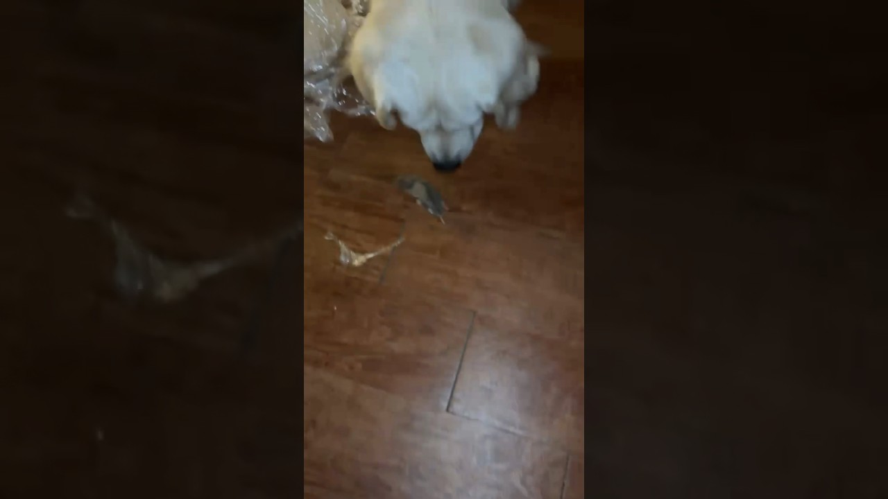 My dog ate my hamster