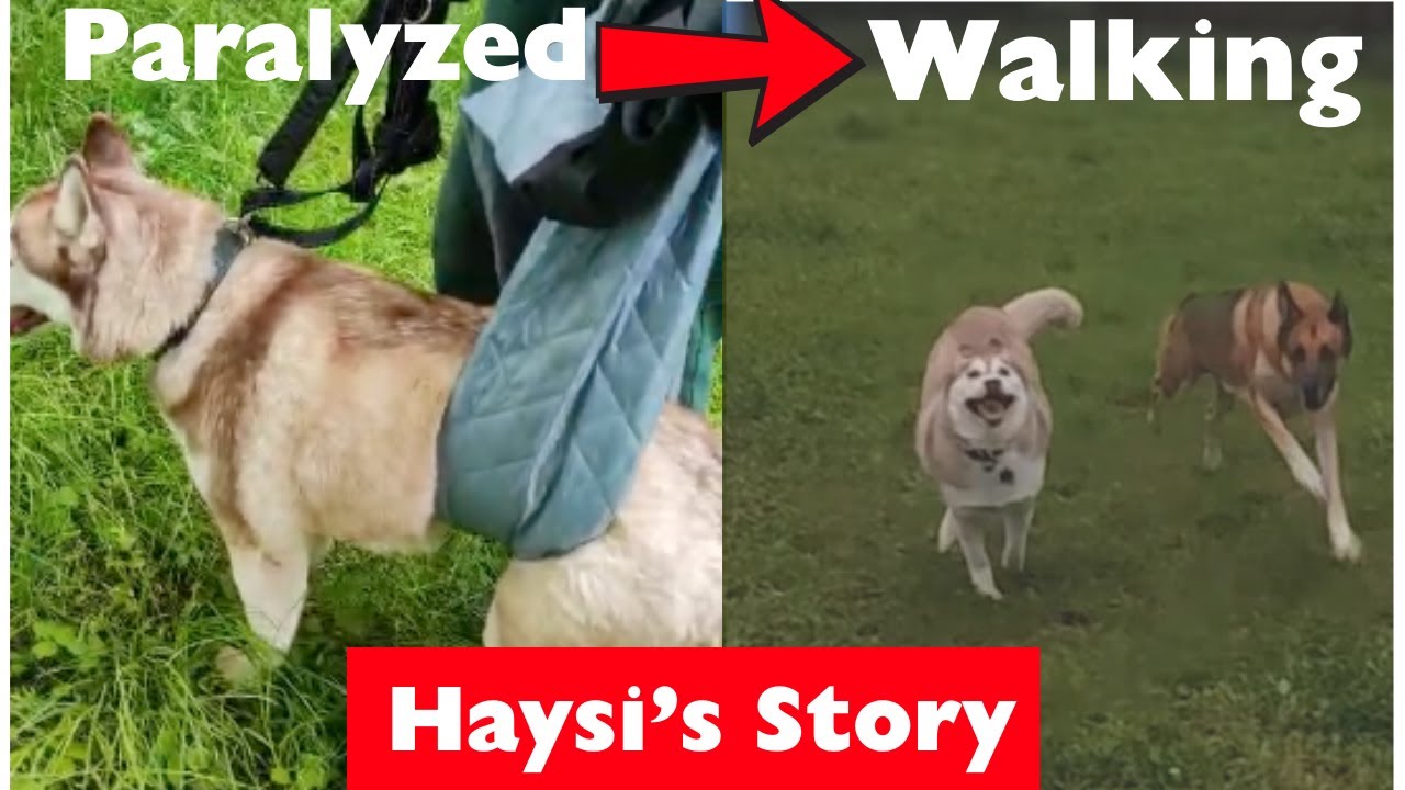 Easy Home Tricks to Help Your Paralyzed Pup walk again