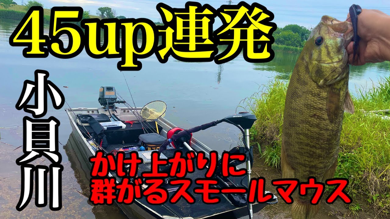 【スモールマウス】5月アフタースポーン&代掻きを完全攻略。魚探で沖目のブレイク狙い【小貝川】