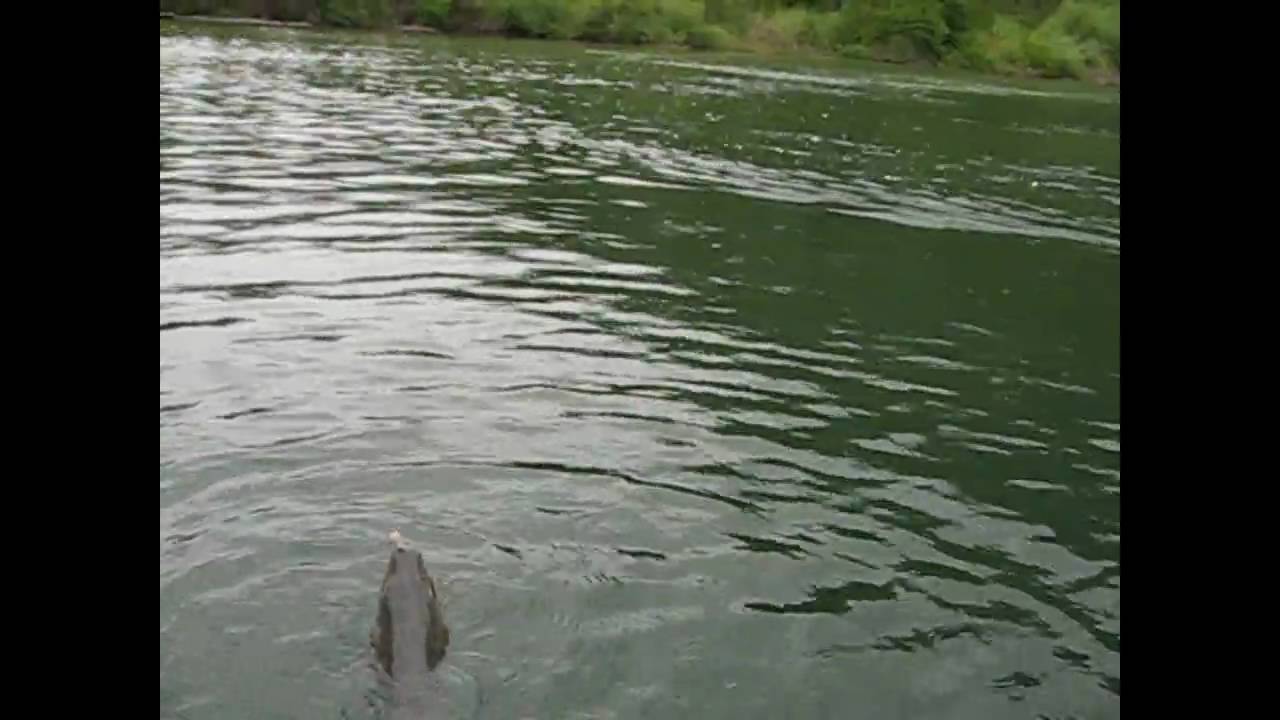 Pemberton Fish Finder, Fish Dentist.m2t