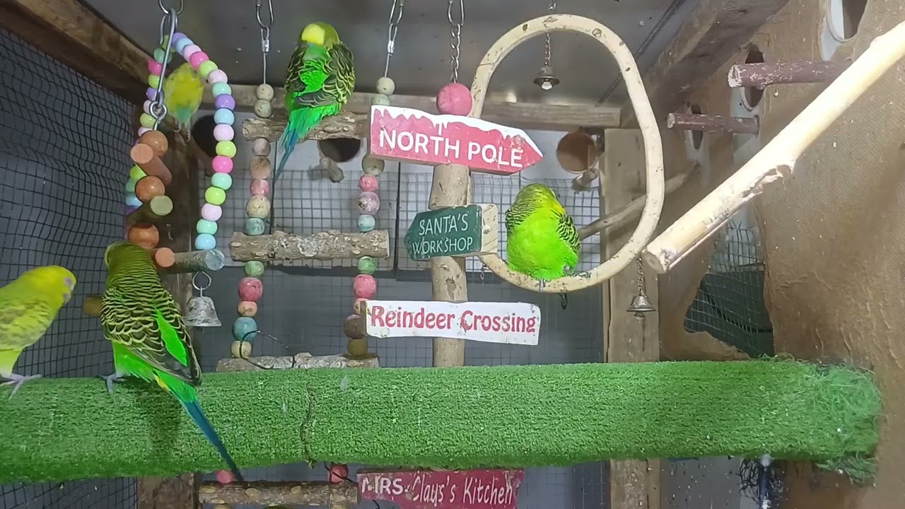 Parrot little babies