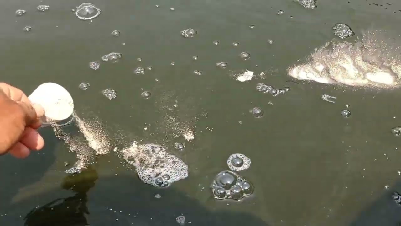 aplicação do#probiótico direto na água do sistema de criação de peixes vejo por qual razão aplicamos
