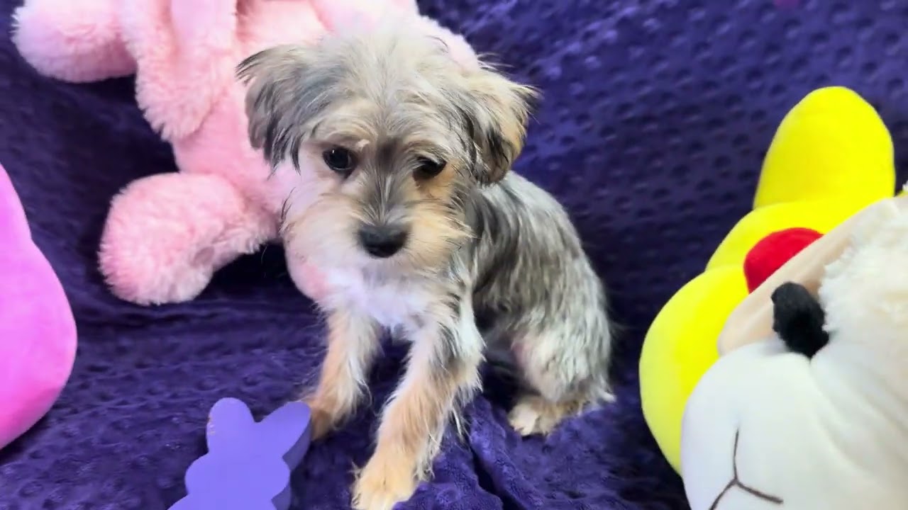 Toby M Morkie video 2-24-26