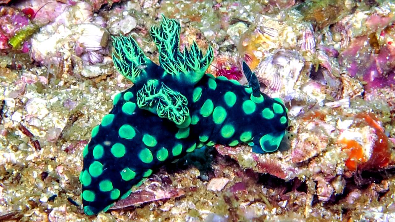 Malapascua - Gato Island. Philippines, Visayas