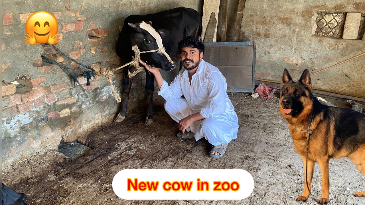 New Cow Zoo Main A Gyi 