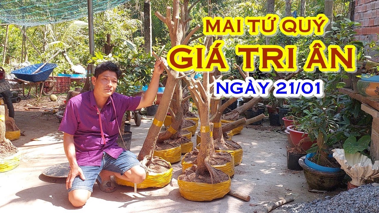 ANH TOÀN 📲 O337823849 GIÁ TỐT - MAI TỨ QUÝ GIAO LƯU NGÀY 21/01 