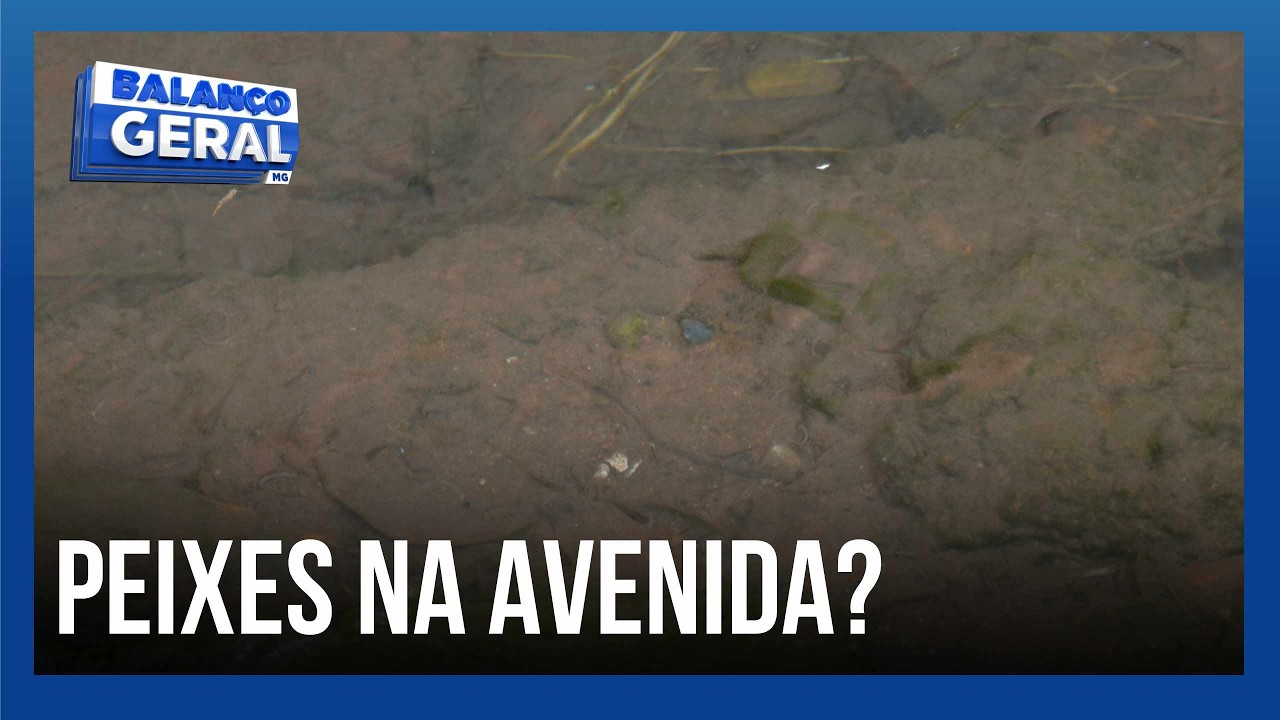 Peixes em lago na Rondon Pacheco chamam atenção em Uberlândia