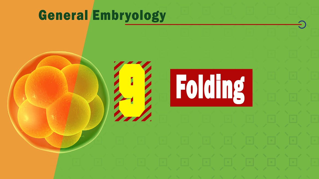 𝟎𝟗. 𝐅𝐨𝐥𝐝𝐢𝐧𝐠 4️⃣ & {  ↪↩ ➡ 🔄 + 🔃 } (الطي)