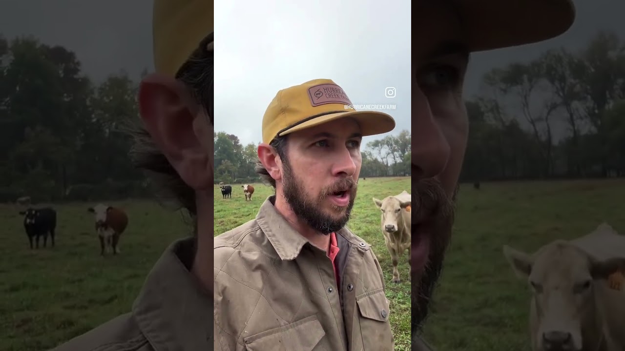 Неужели &laquo;лидеры&raquo; мясной индустрии намеренно саботировали рынок крупного рогатого скота? #скот #ры...