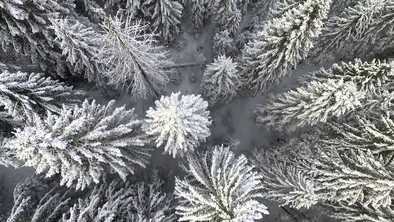 Video con drone sui boschi e panorami innevati dell'Altopiano di Asiago