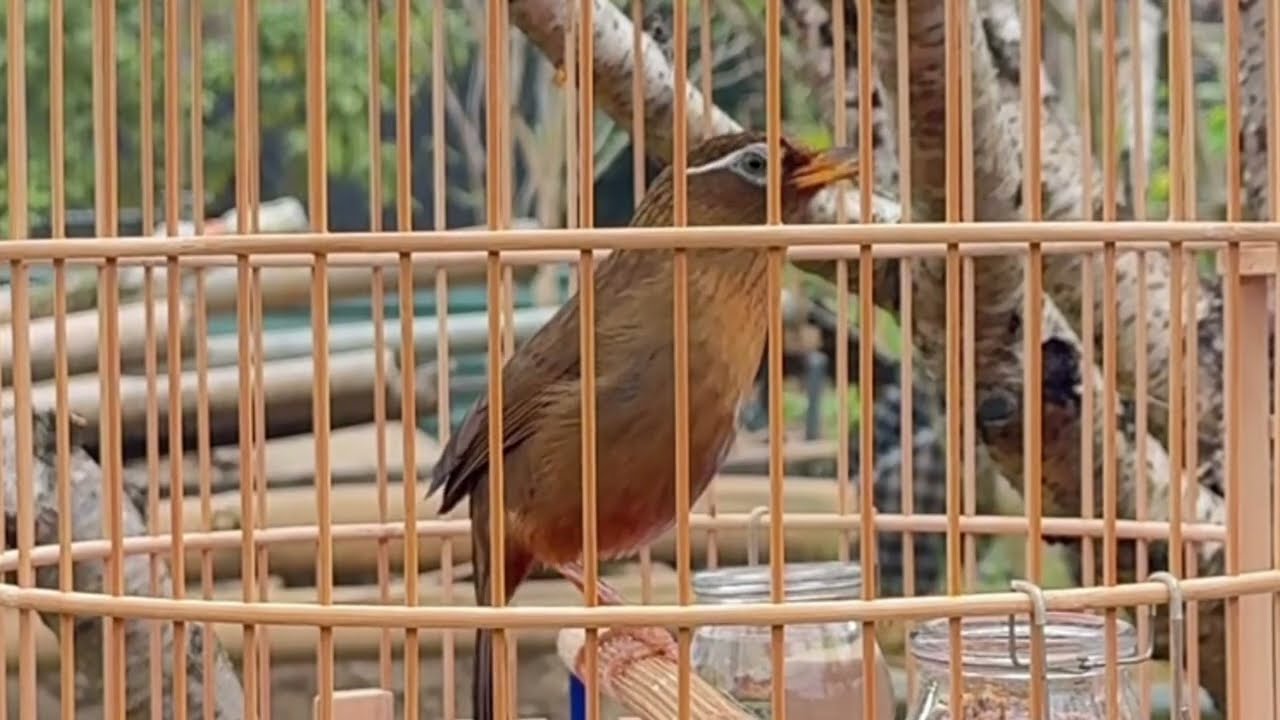 Hoạ Mi Thuần Giọng Hót Réo Rắt Nghe Cực Hay/ Luyện Chim Hoạ Mi Hót, Kích Hoạ Mi Yếu Lửa 🔥