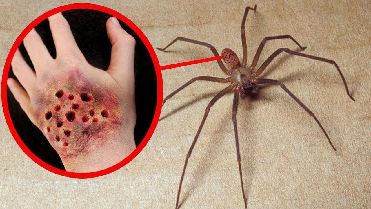 10 RAGNI PI&Ugrave; VELENOSI DEL MONDO