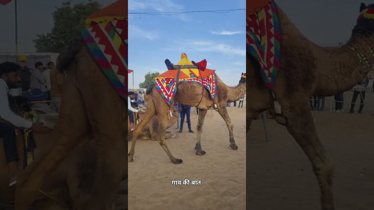 नागौर पशु मेले में दौड़ प्रतियोगिता में ऊंट हुआ बेकाबू। ऊंट प्रतियोगिता नागौर पशु मेला 2026।