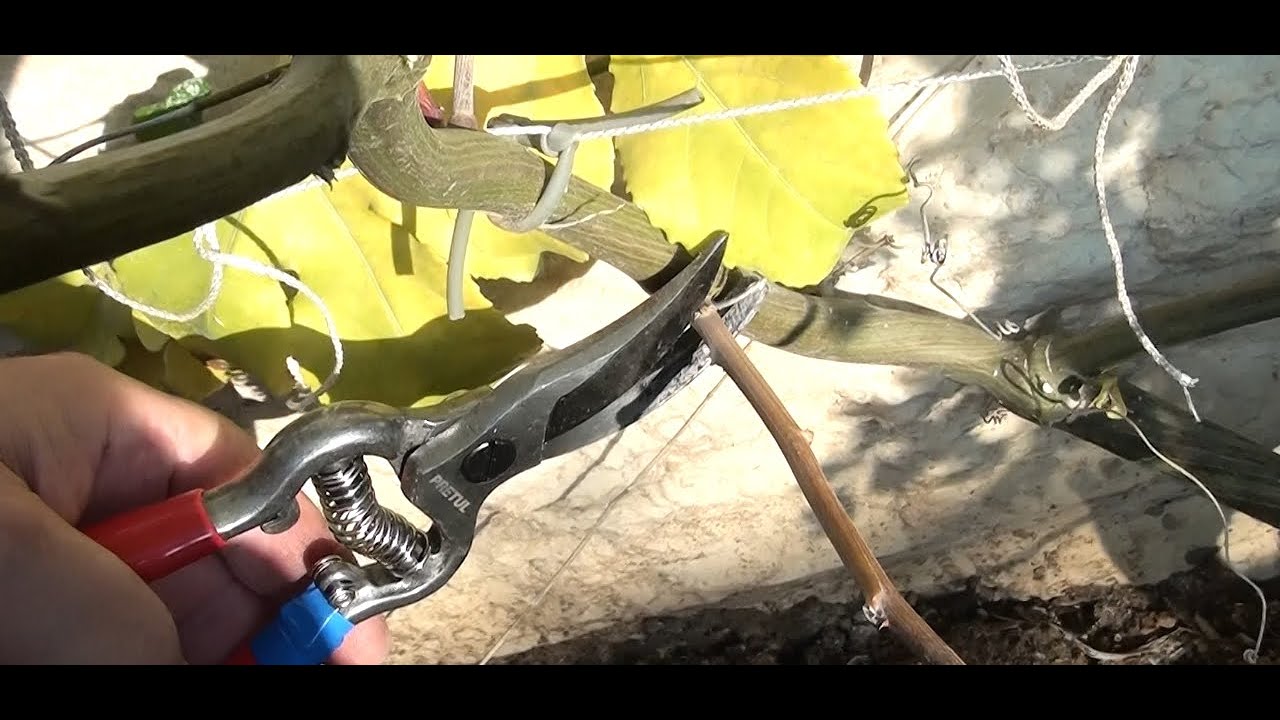Passionflower pruning