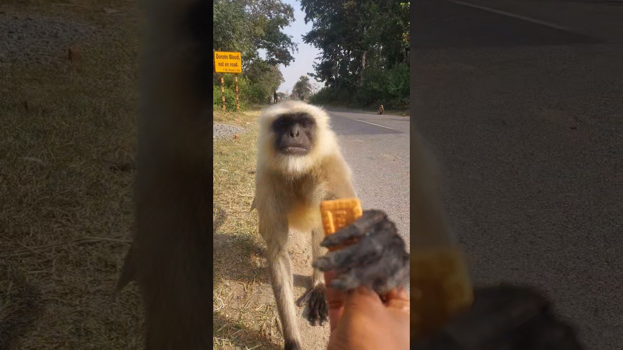 Close Encounter With a Langur on the Road 🐒!