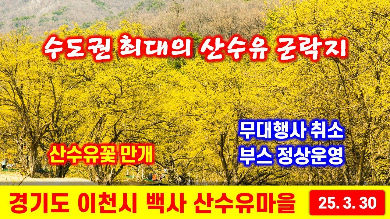 이천산수유마을 산수유꽃 만개(2025.3.30.) - 해산강트래블(海山江 travel)