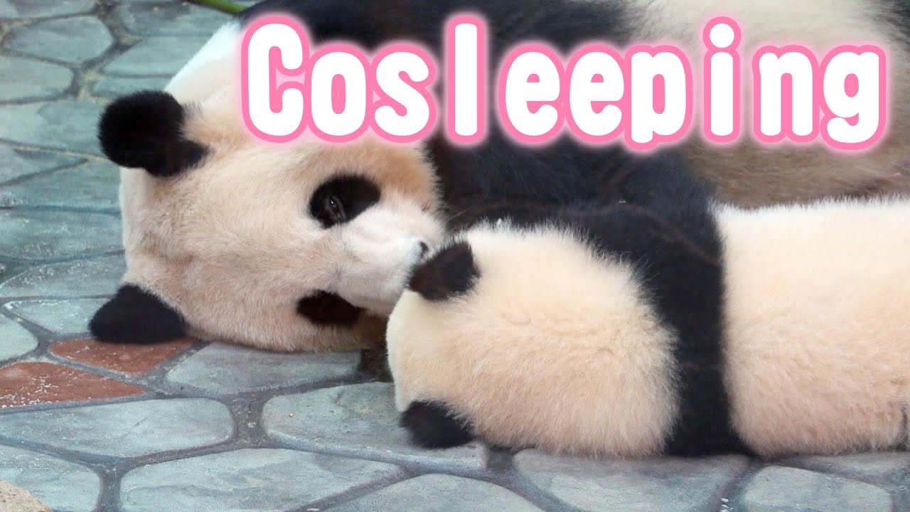 Panda parent and child🐼🥰sleep together?