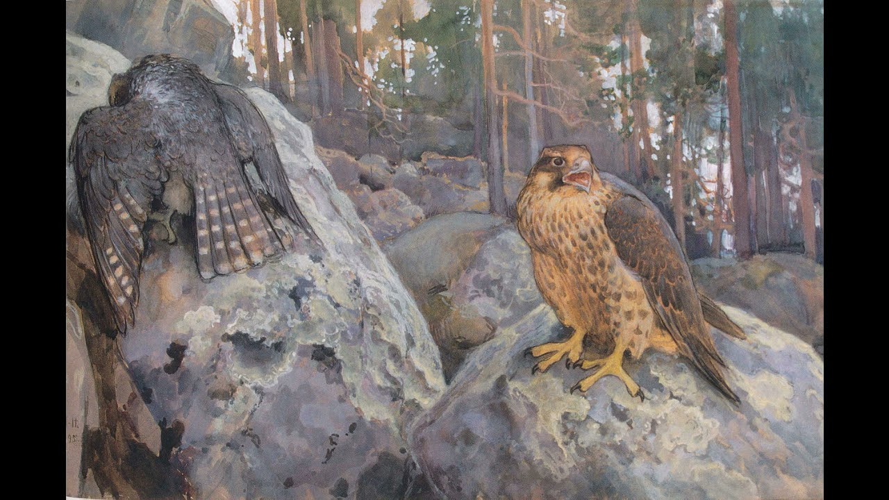Hawk is here...