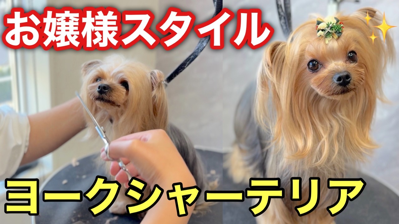 ヨークシャーテリアのお嬢様カットスタイルをトリミングで✂️✨（ベルちゃん）