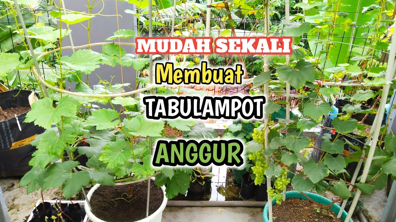Cara Membuat Tabulampot Anggur BASANTI‼️