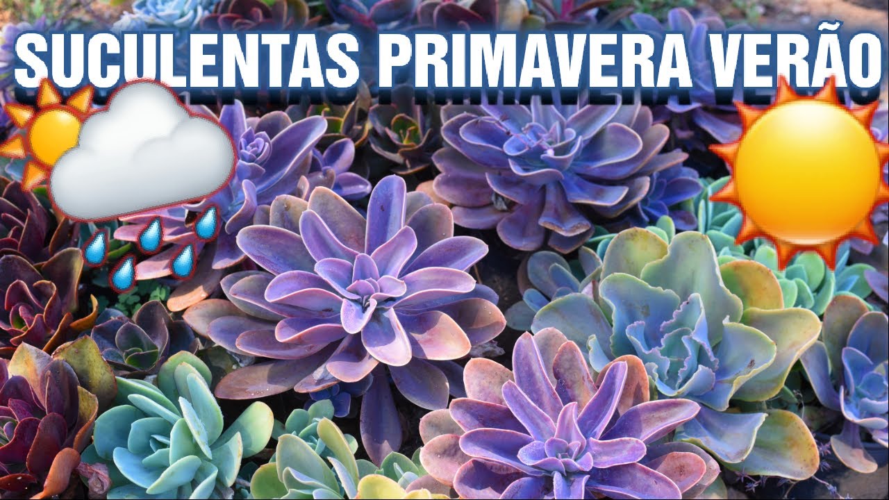 7 dicas para cultivar SUCULENTAS na PRIMAVERA VERÃO