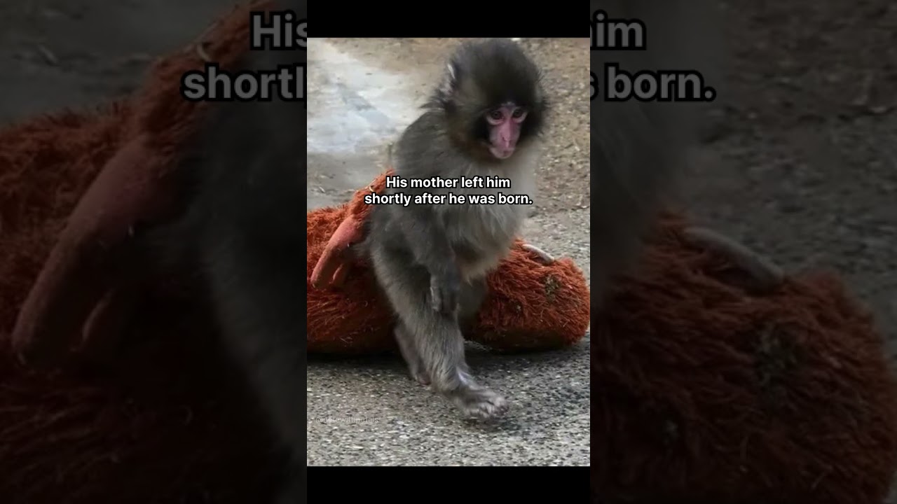The Baby Monkey Who Chose a Plush as His Mom. #truestory #storytelling #emotionalstory