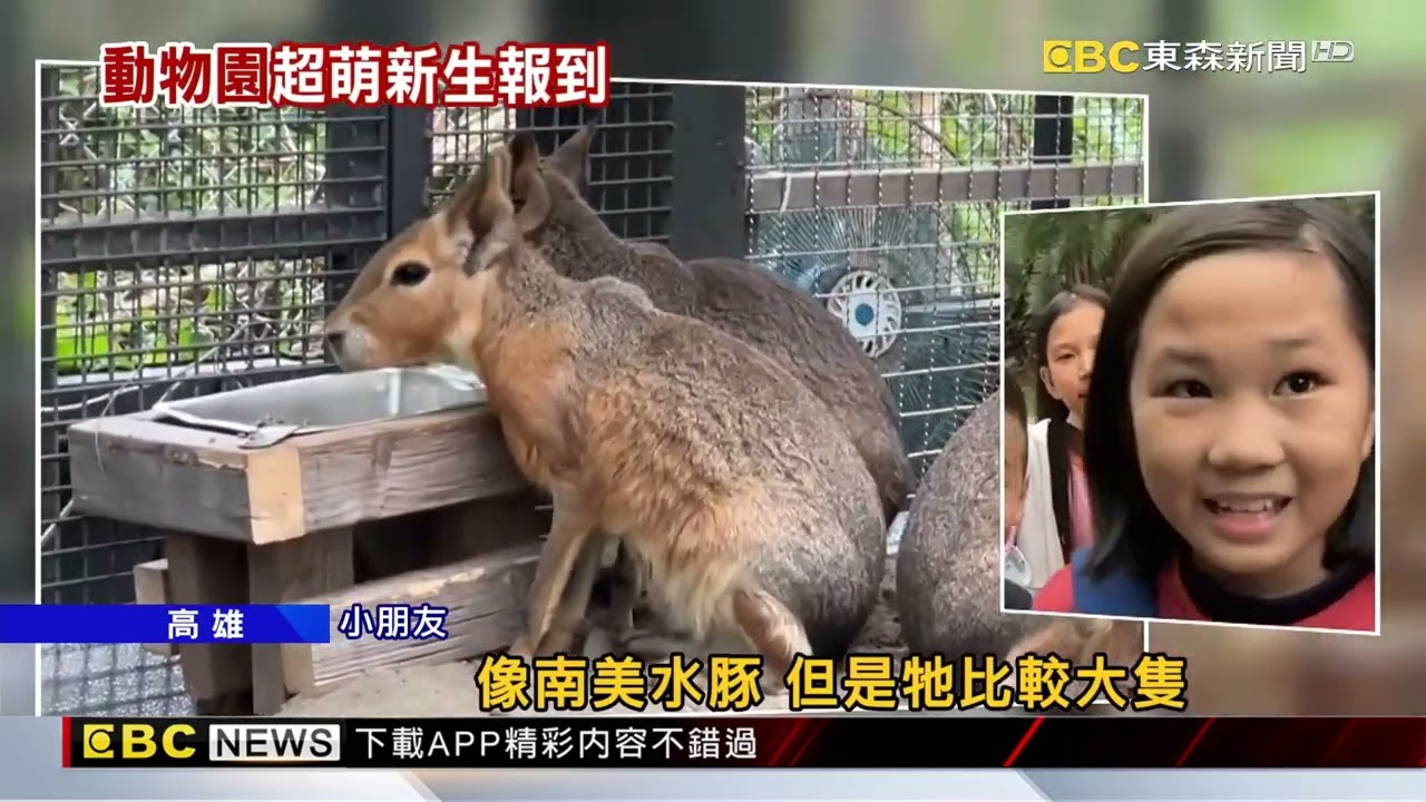 壽山動物園新朋友 昏倒羊.兔豚.庫你庫你豬@newsebc