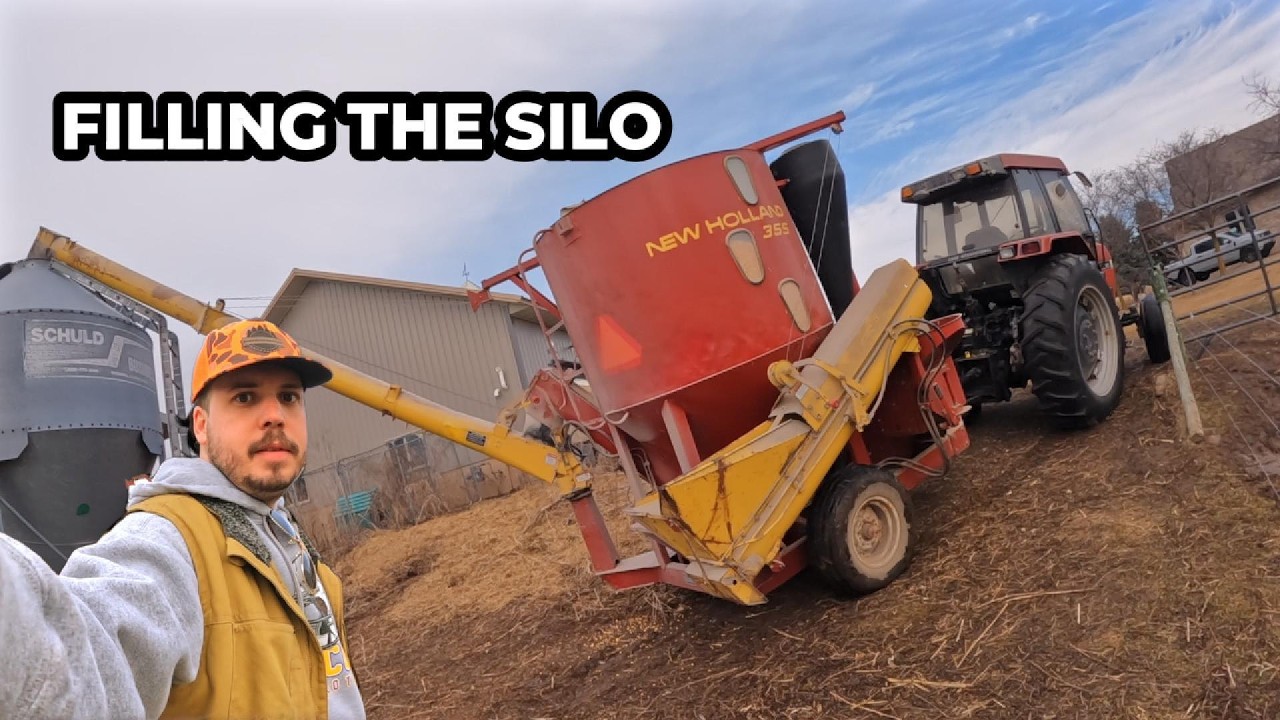 Filling the Silo with Corn | Feeding the Cows the Right WayGrain fill