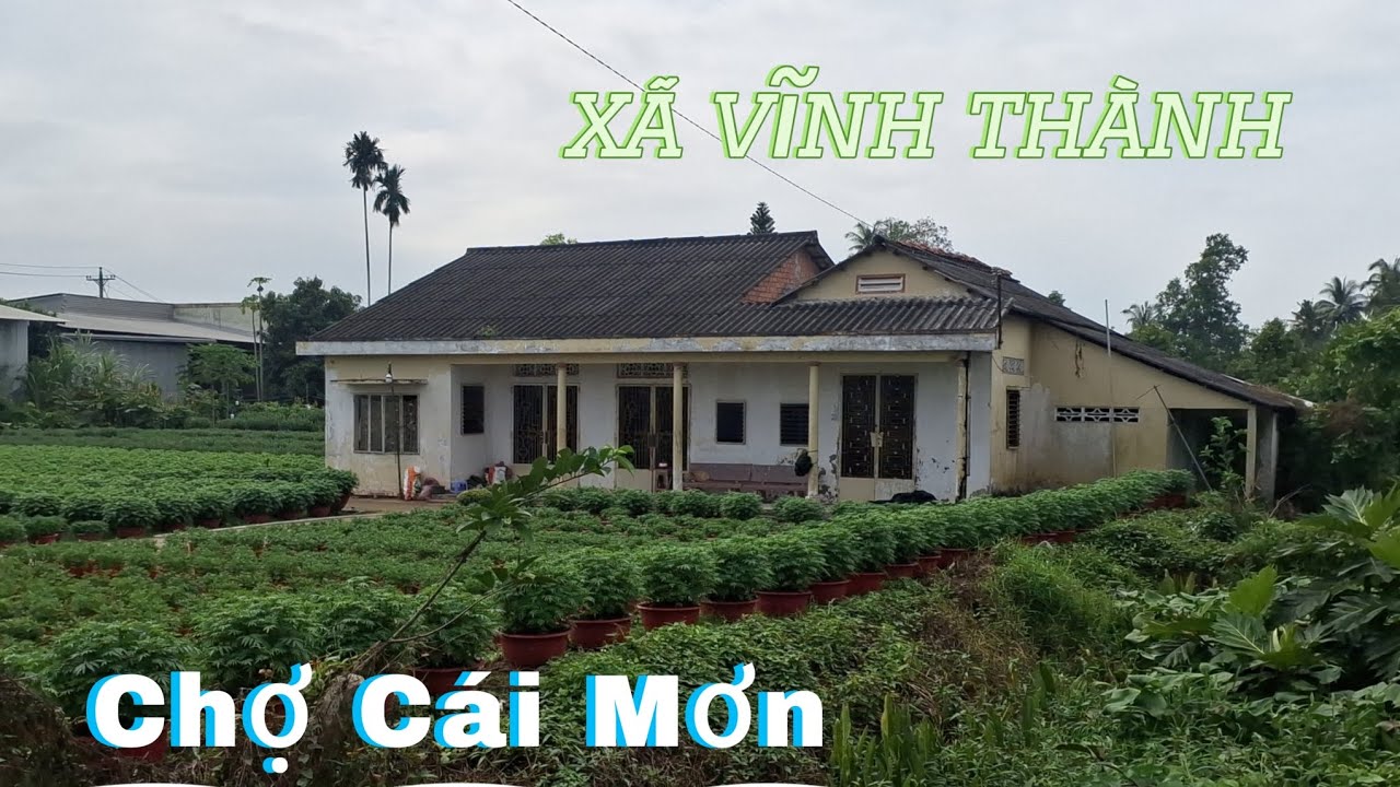 Khám Phá Trung Tâm Xã Vĩnh Thành Chợ Cái Mơn Huyện Chợ Lách Tỉnh Bến Tre