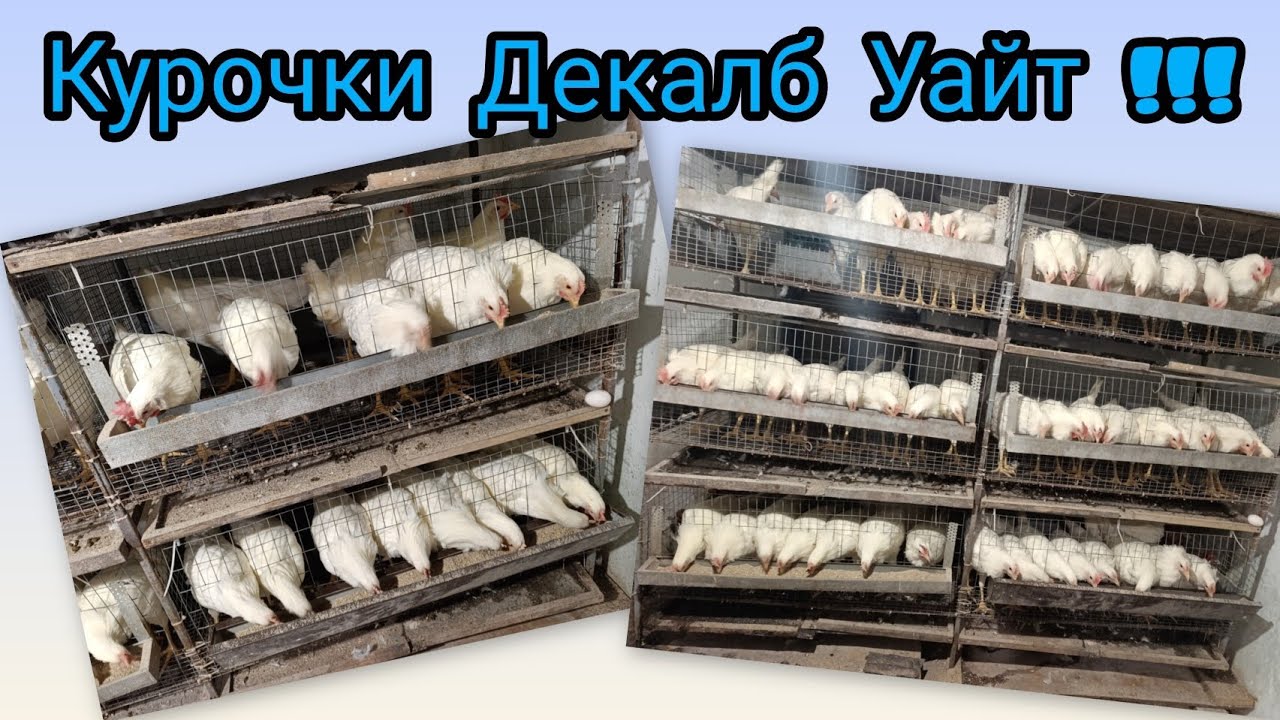 Сьогодні Курочки нас порадували Декалб Уайт !!!