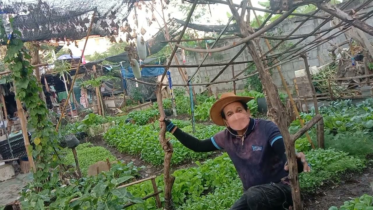 สวนผักพื้นบ้านปลอดสารเคมี