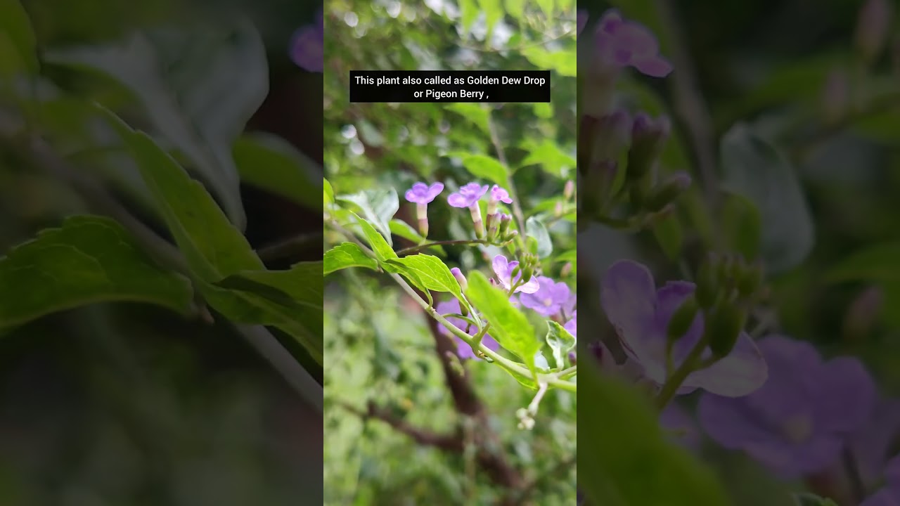 Duranta Erecta is used as an insecticide?