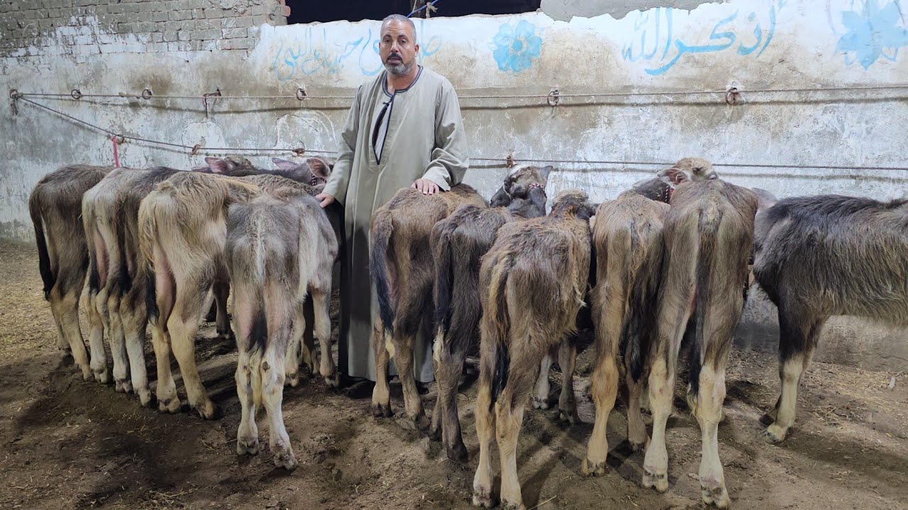 الجاموس الشعاري سلالات عمار البيوت واسعار تفتح النفس وتاكل عيش مش تخرب البيوت اختار صح