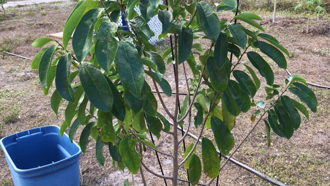 How To Keep Soursop Tree Alive In Winter