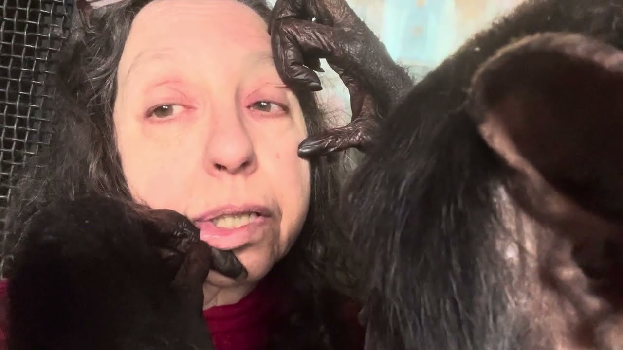 Playful Chimpanzee Grooms Woman