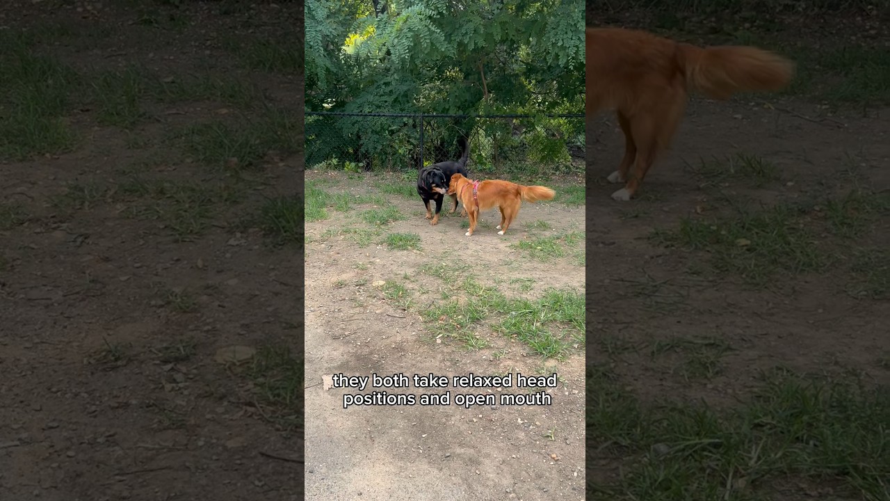 Canine Body Language Explained ⚠️ #dogtraining #dogtrainer #dogpark #dogsplaying