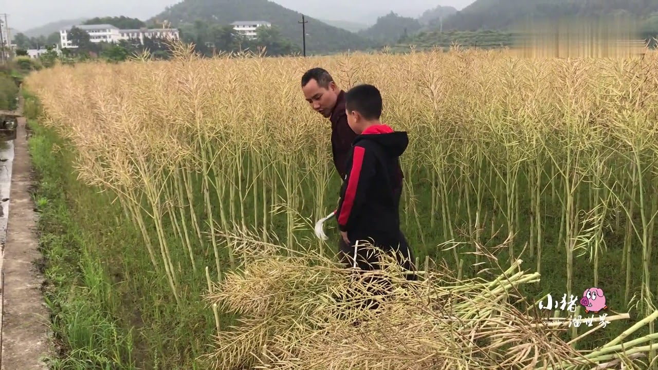 51劳动节 亲自带儿子到田间劳作 让他懂得珍惜粮食的来之不易
