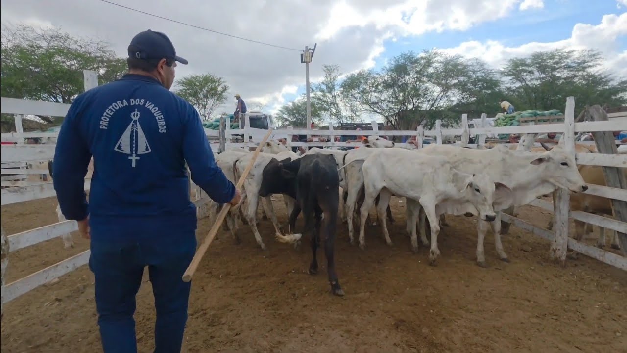 FEIRA DO GADO DE SANTA CRUZ DO CAPIBARIBE-PE TODAS AS SEGUNDAS-FEIRAS NA PARTE DA MANHÃ 