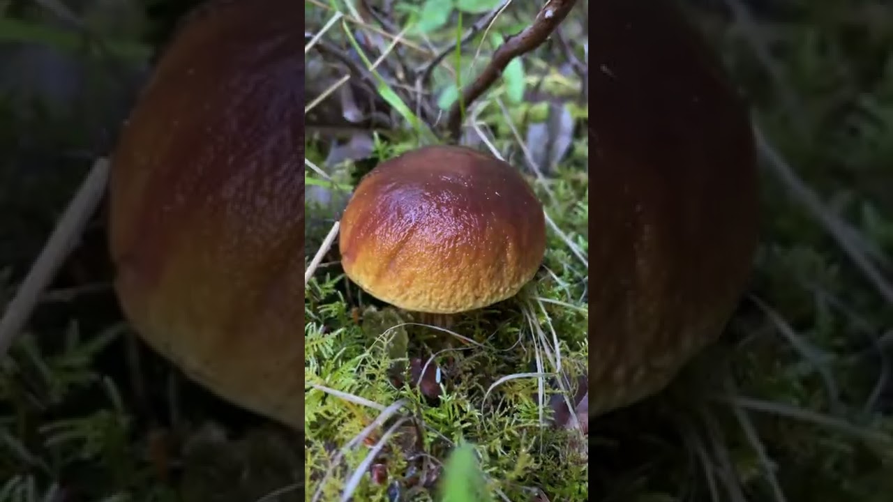 The Most Massive Porcini (King Bolete) in Mendocino County