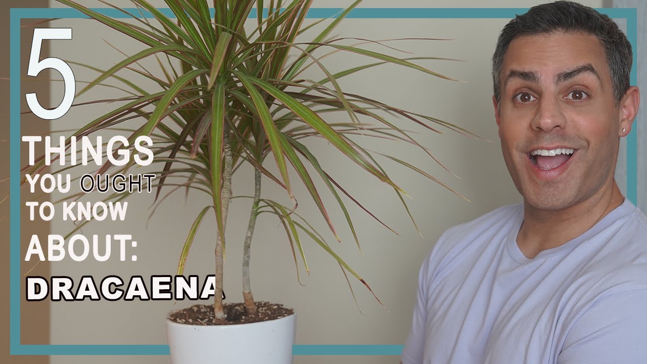 5 Things You Ought To Know About Your Dracaena House Plants. Care, Repot + More!