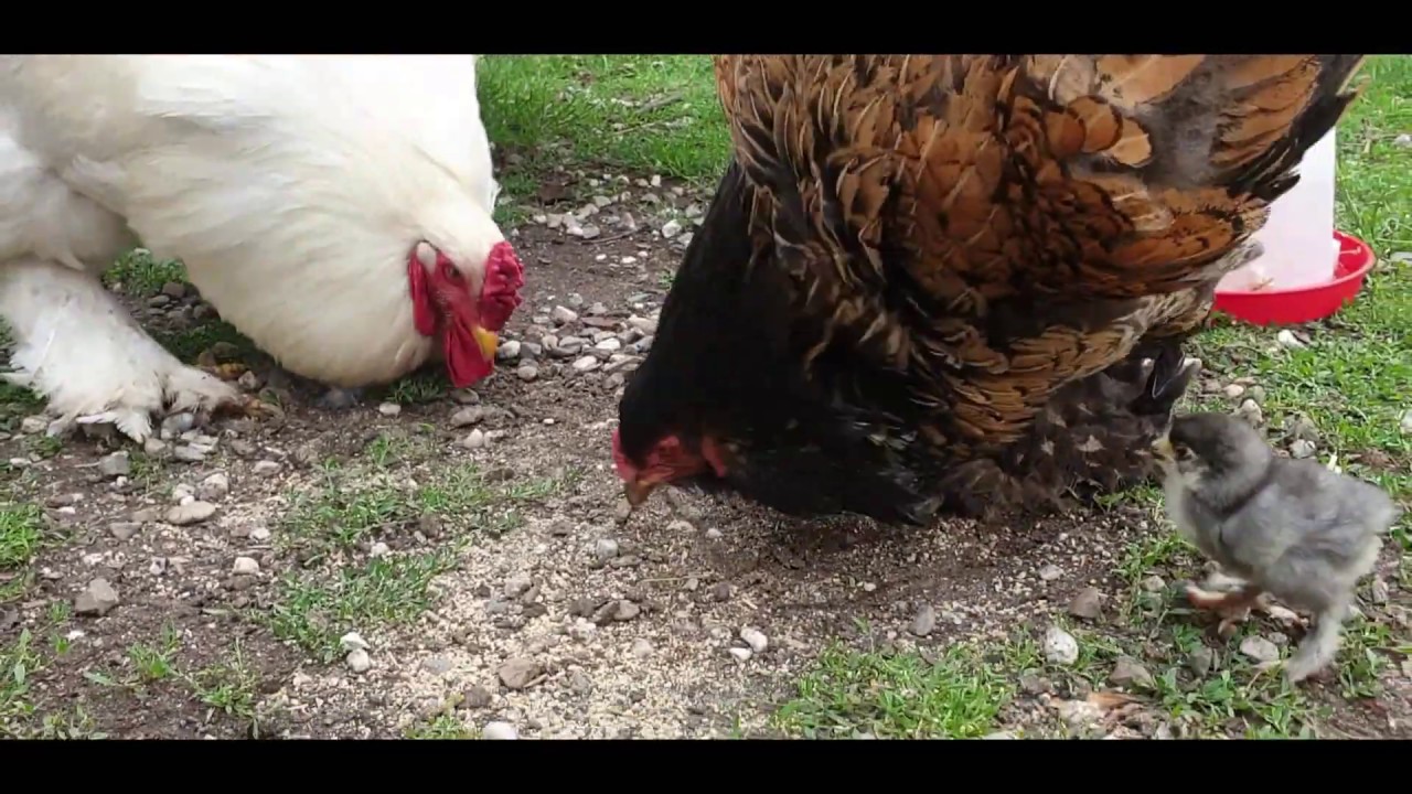 Brahma hen goochelt met eieren en houd er nog wat aan over ook!