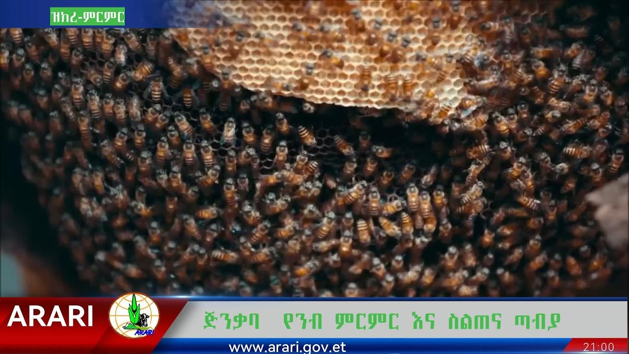 ጅንቃባ የንብ ምርምር እና ስልጠና ጣብያ