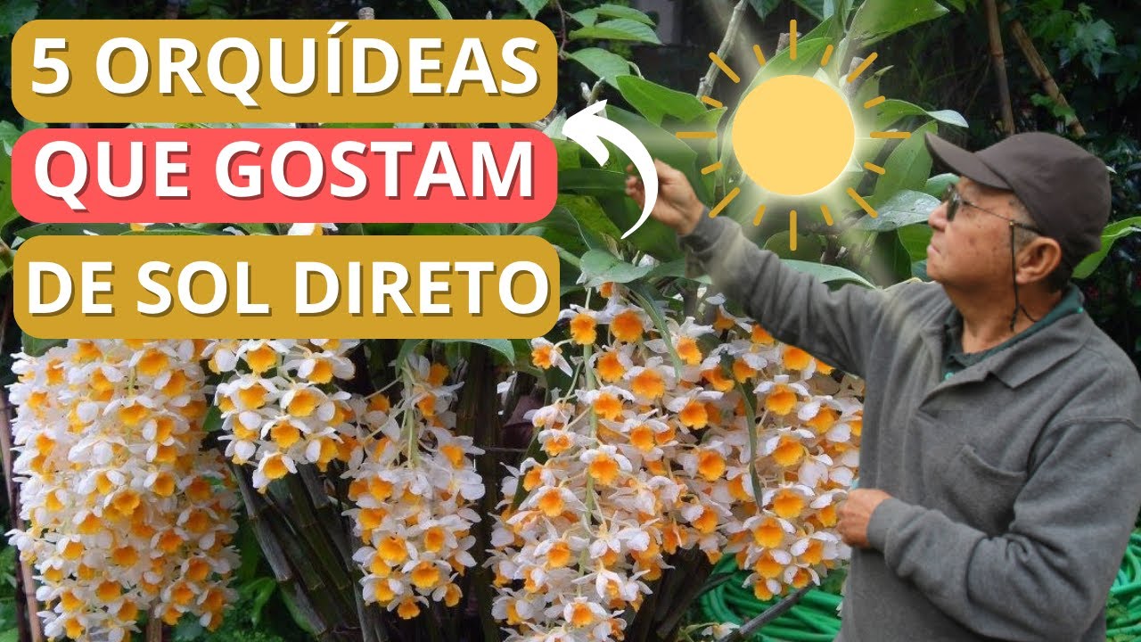 5 ORQUÍDEAS QUE GOSTAM DE SOL DIRETO - MASUJI KAYASIMA