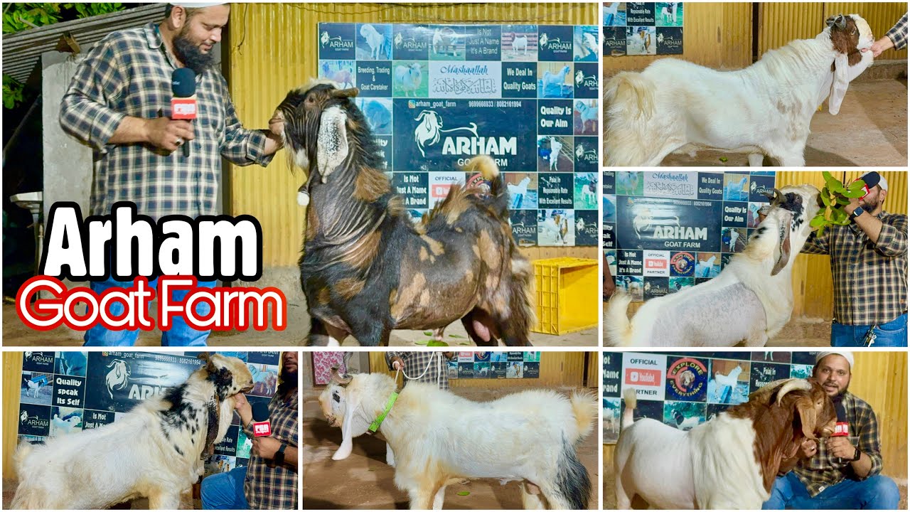 Show Quality Andul Goats of Arham Goat Farm, Shrivardhan, Maharashtra