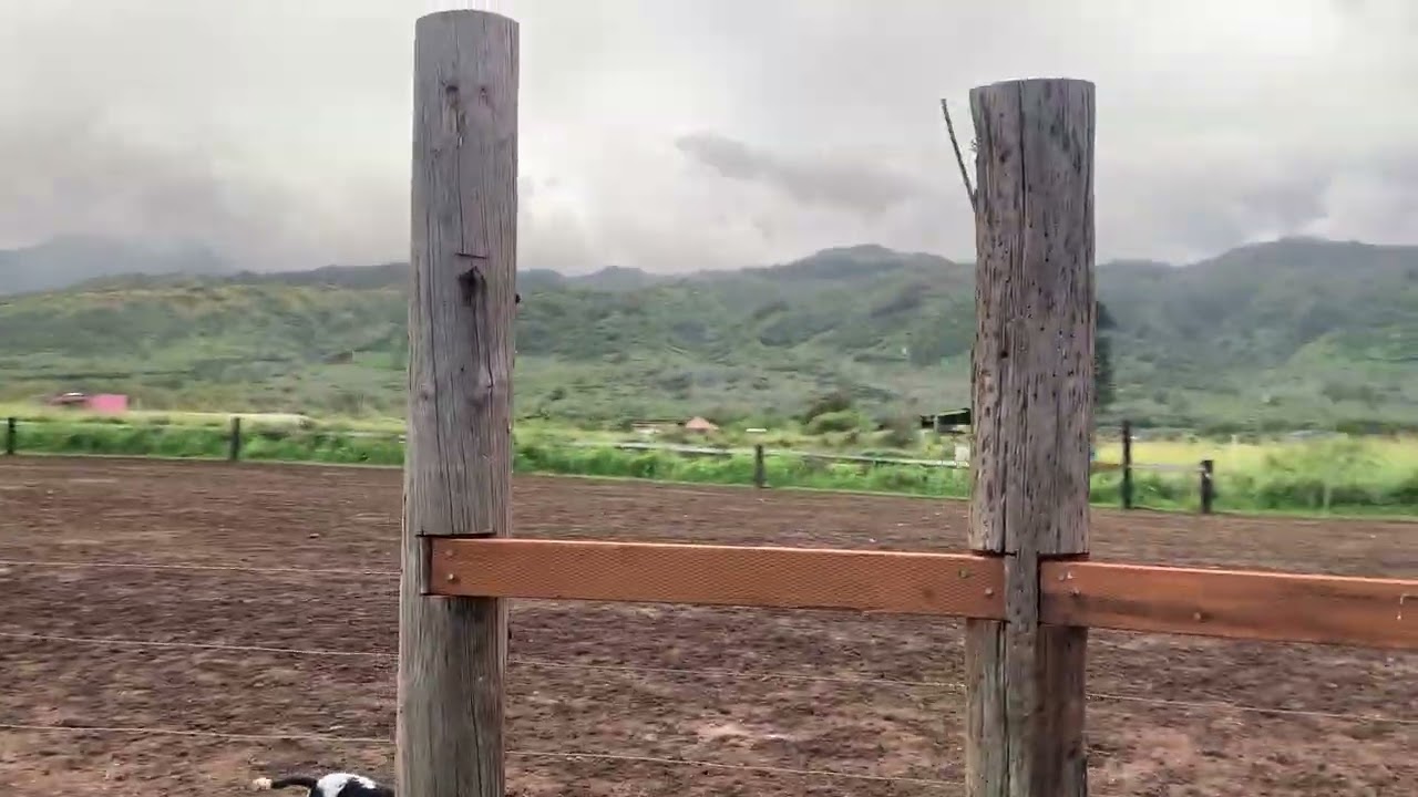 Drop Zone Horses On 40 Acres Of Skydive Hawaii Land