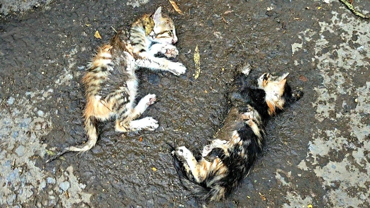 Three Weak Kittens Left Beside a Wet Trash Can Finally Found Warmth and Care