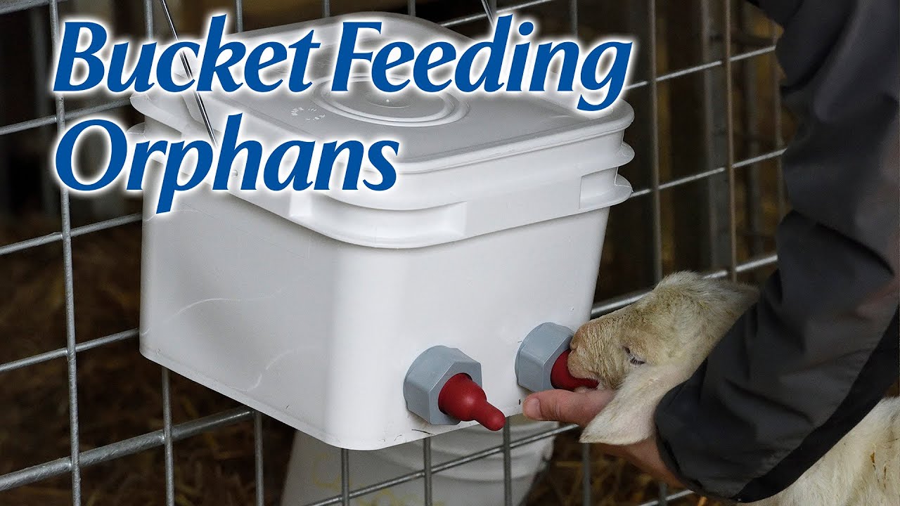 Bucket Feeding Orphan Lambs