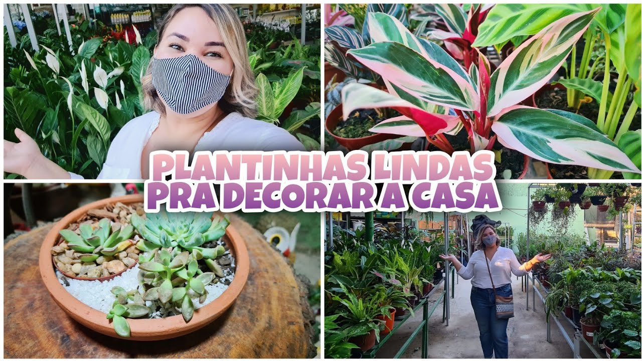 PLANTINHAS PRA DECORAR A CASA | TOUR E ACHADINHOS PELA VIVA O VERDE ANCHIETA | Lu Ferrari